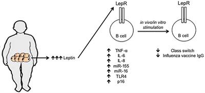 Obesity Accelerates Age Defects in Mouse and Human B Cells